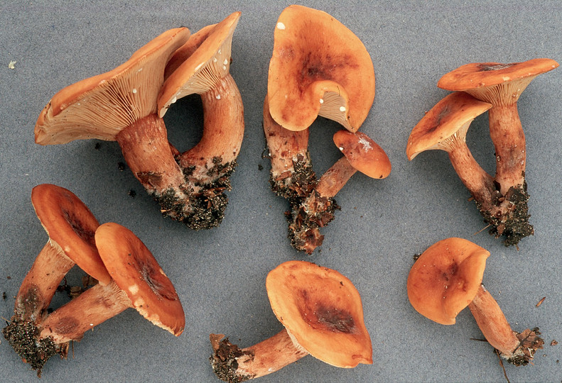 Lactarius rubrocinctus