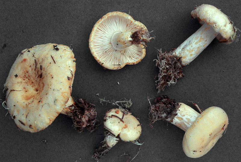 Lactarius tuomikoskii