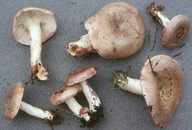 Lactarius uvidus