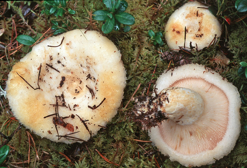 Lactarius aquizonatus