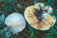 Lactarius aquizonatus