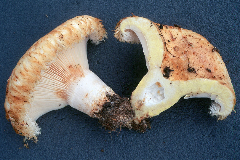 Lactarius citriolens