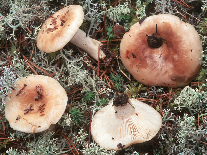 Lactarius musteus