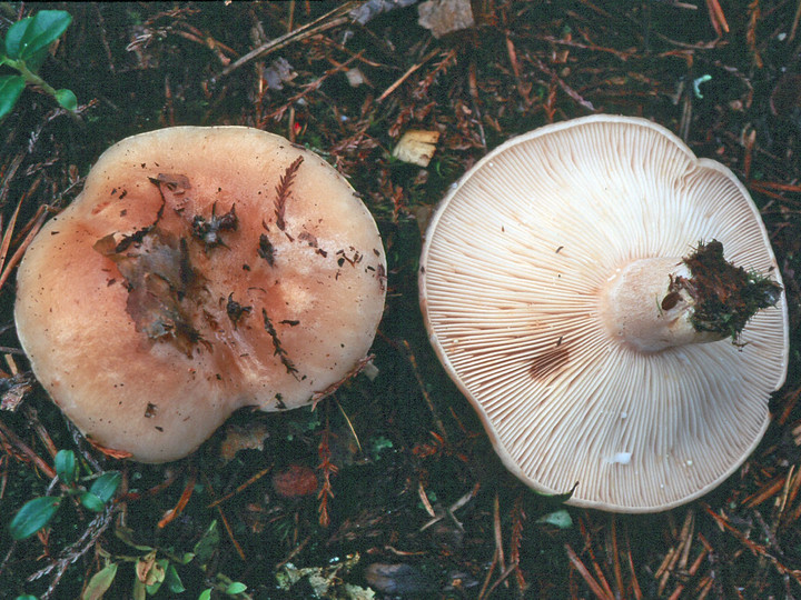 Lactarius musteus