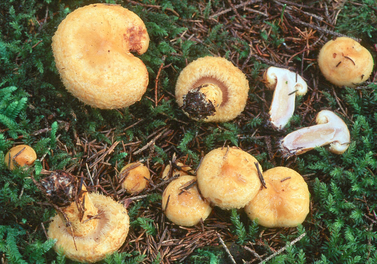 Lactarius repraesentaneus