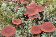 Lactarius rufus