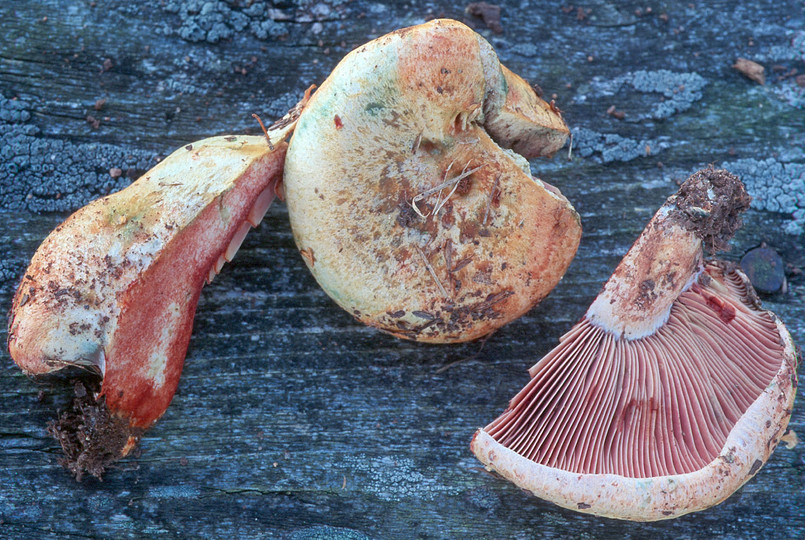 Lactarius sanguifluus