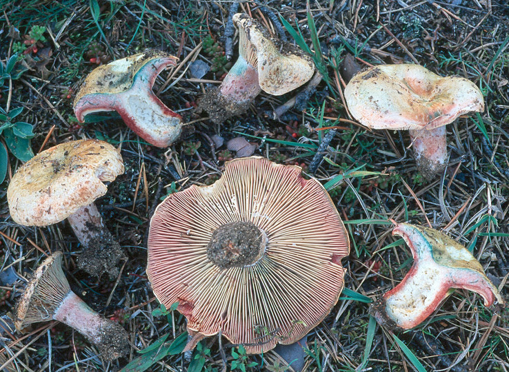 Lactarius sanguifluus