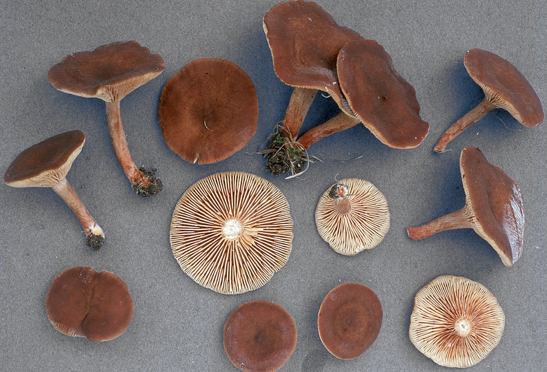 Lactarius serifluus