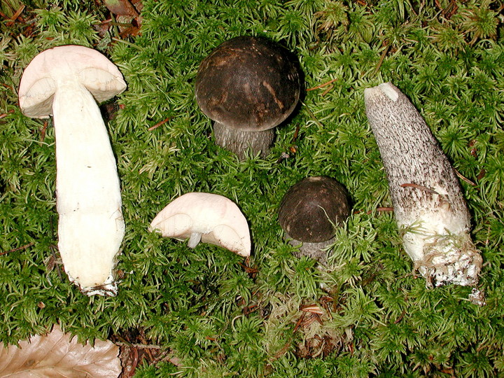 Leccinum roseofractum