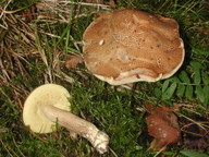 Leccinum crocipodium