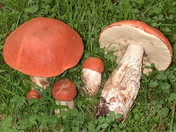 Leccinum aurantiacum