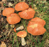 Leccinum versipelle