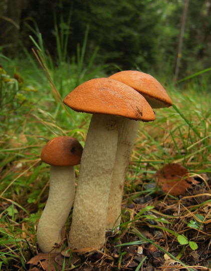 Leccinum aurantiacum