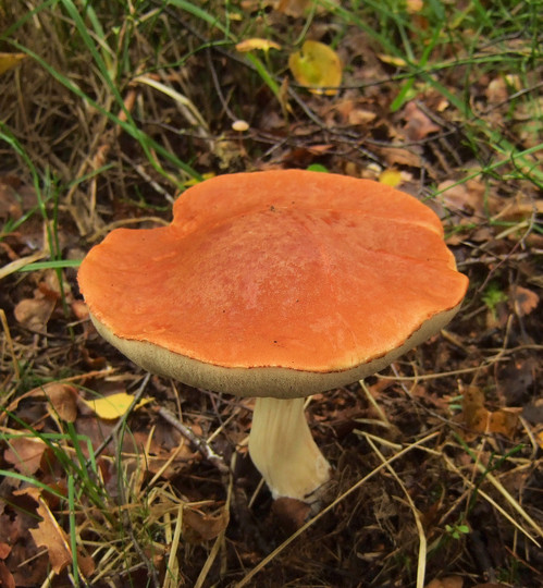 Leccinum albostipitatum