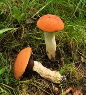 Leccinum albostipitatum