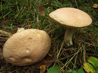 Leccinum versipelle