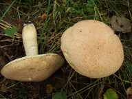 Leccinum versipelle