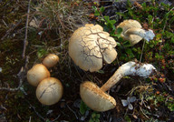 Leccinum rotundifoliae