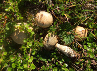 Leccinum rotundifoliae