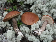 Leccinum vulpinum