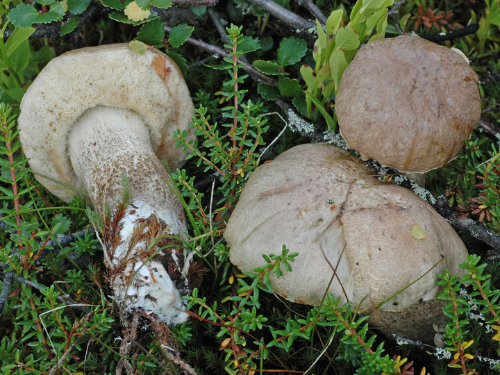 Leccinum rotundifoliae