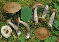 Leccinum pseudoscabrum