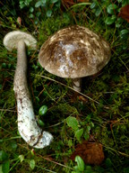 Leccinum niveum