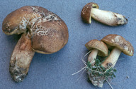 Leccinum crocipodium