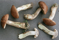 Leccinum duriusculum