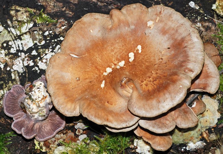 Lentinus conchatus