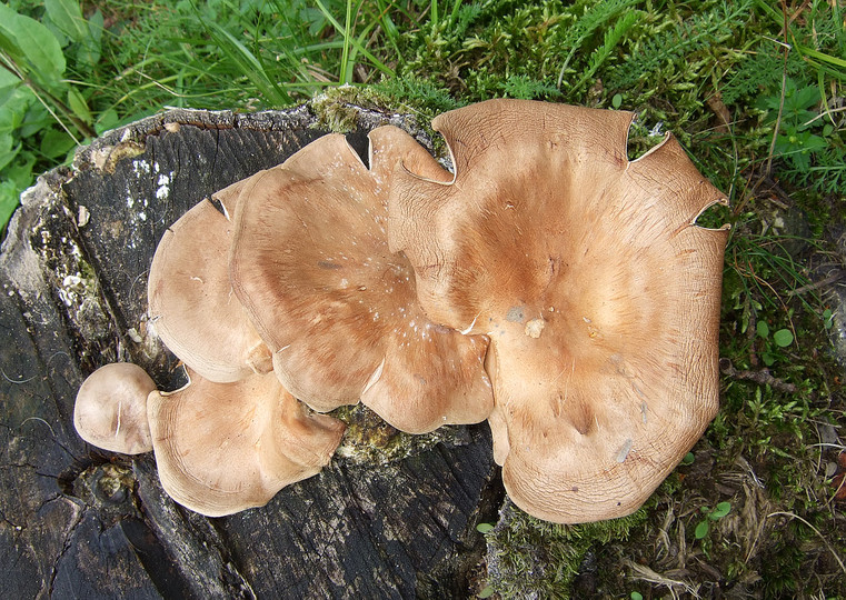 Lentinus conchatus