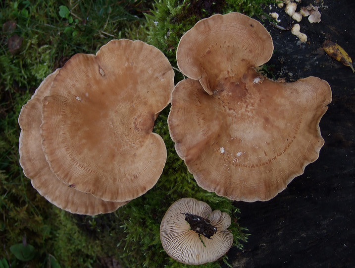 Lentinus conchatus