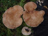 Lentinus conchatus