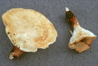 Neolentinus lepideus