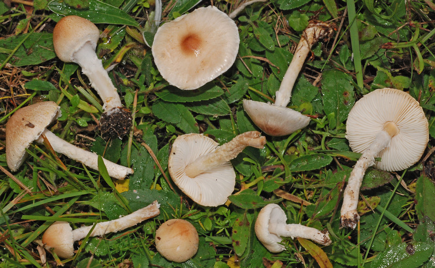 Lepiota oreadiformis