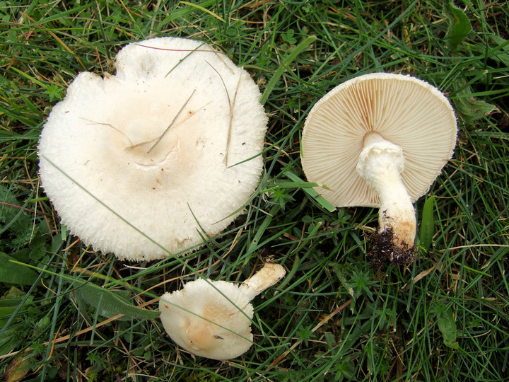 Lepiota erminea