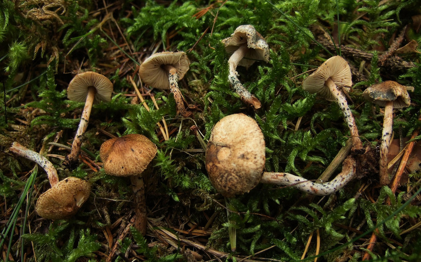 Lepiota grangei