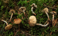 Lepiota grangei