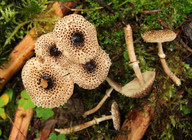 Lepiota felina