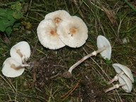 Lepiota cristata