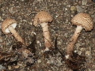 Lepiota echinella