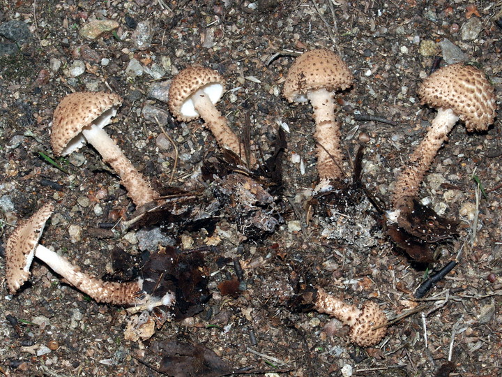 Lepiota echinella