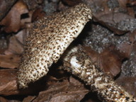 Lepiota hystrix