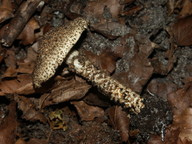 Lepiota hystrix