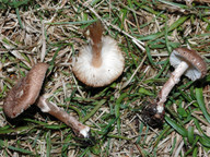 Lepiota pseudolilacea