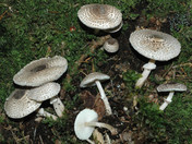 Lepiota felina