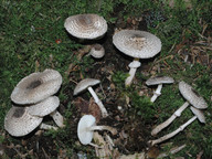 Lepiota felina