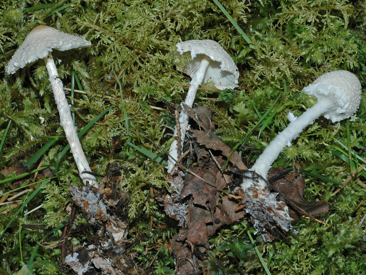 Lepiota clypeolaria