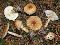 Lepiota magnispora